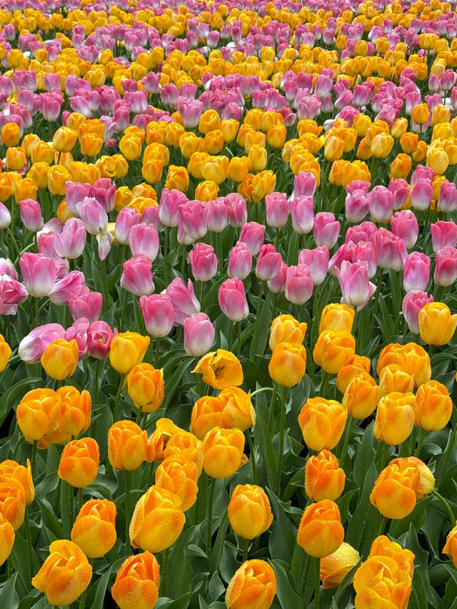 Keukenhof Park is Absolutely Stunning! 🌷