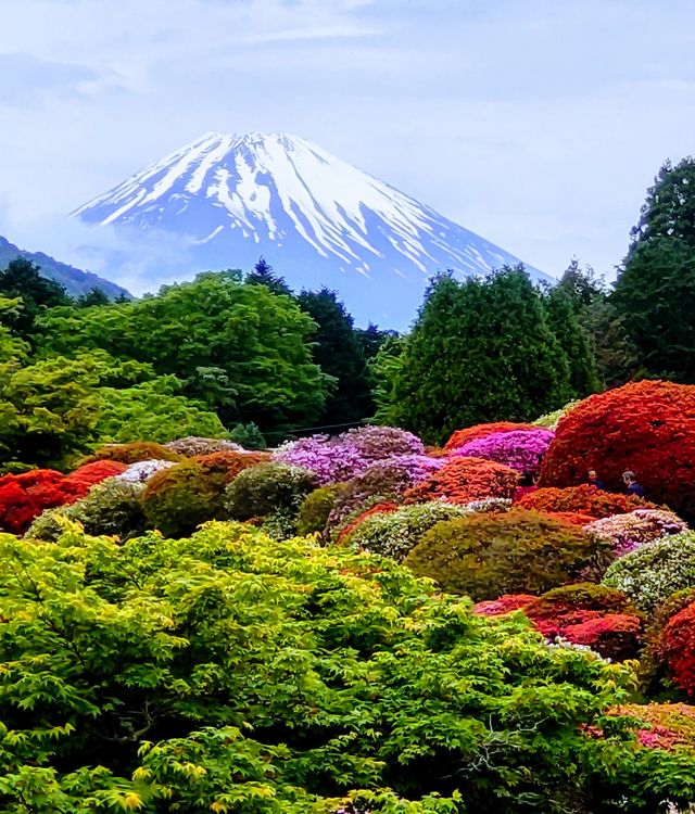 つつじと富士山の雄姿！山のホテルの大庭園　