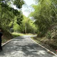 雲之南道步道｜茶園與竹林交織的療癒健行路線