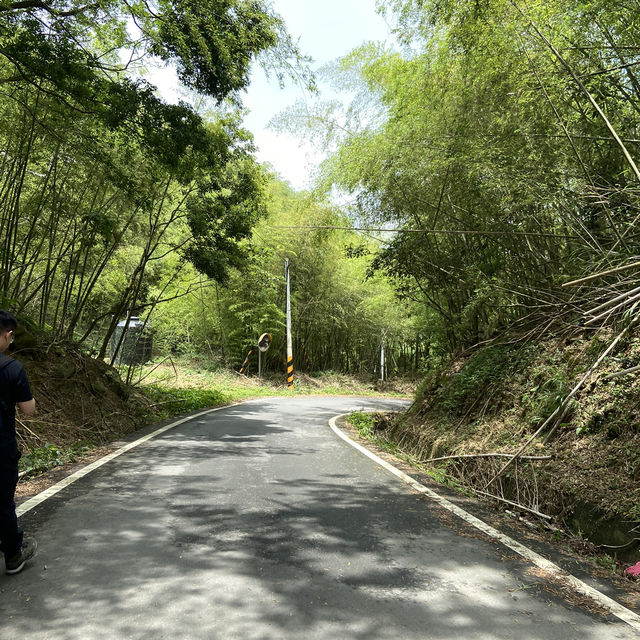 雲之南道步道｜茶園與竹林交織的療癒健行路線