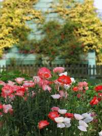 🎨 The Double-Petal Poppies at Century Park Are Like Living Oil Paintings 