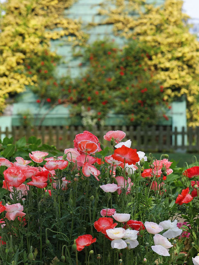 🎨 The Double-Petal Poppies at Century Park Are Like Living Oil Paintings 