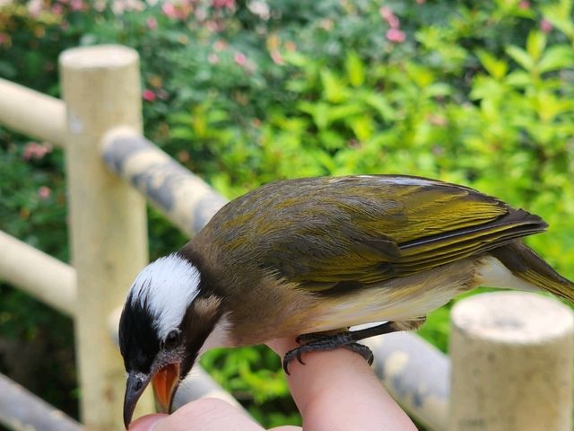 上海動物園一日遊