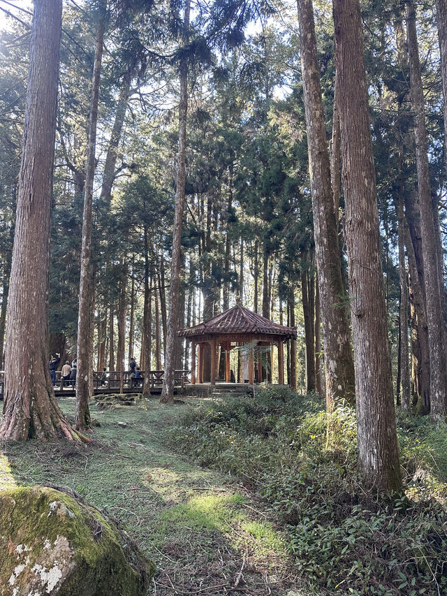 alishan national park