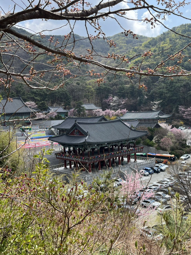 겹벚꽃보러 각원사로 오세요