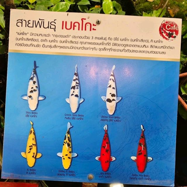 ชมปลาคาร์พ ในคาเฟ่สวย - ที่ คาร์พ คาเฟ่ เชียงใหม่
