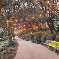 Camellia Hill – A Blooming Sanctuary on Jeju Island