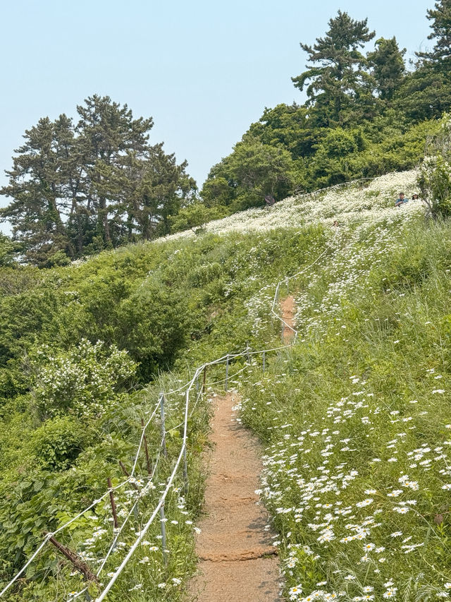 지금 당장 가야하는 샤스타데이지 꽃밭 추천