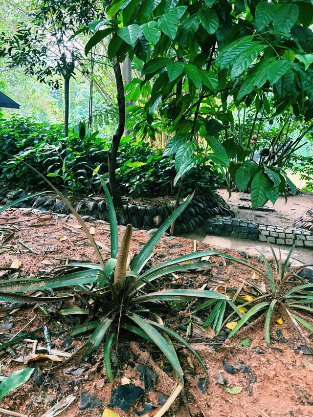 🌿✨Nature Garden 75 – 五感で楽しむ、スリランカのスパイスガーデン✨🌿