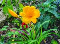 Spring Stirs in the City – Mayfield Park in Bloom