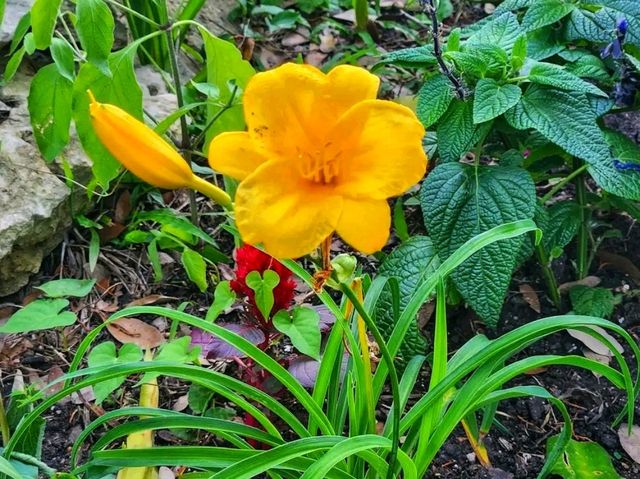 Spring Stirs in the City – Mayfield Park in Bloom