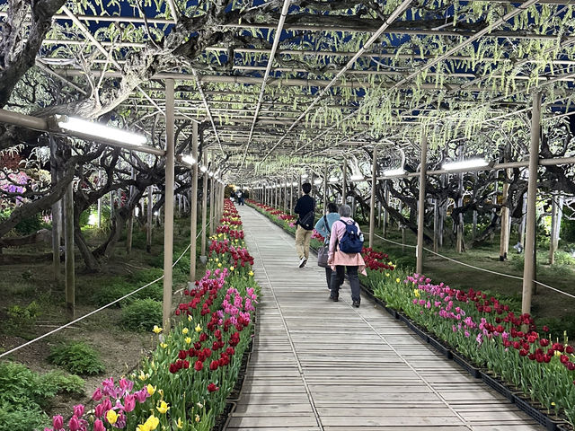 สวนดอกไม้ ตระการตา ใกล้โตเกียว