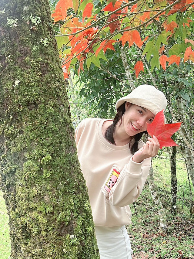  ตามหาใบเมเปิ้ลแดงกลางขุนเขา 🌄 🍁