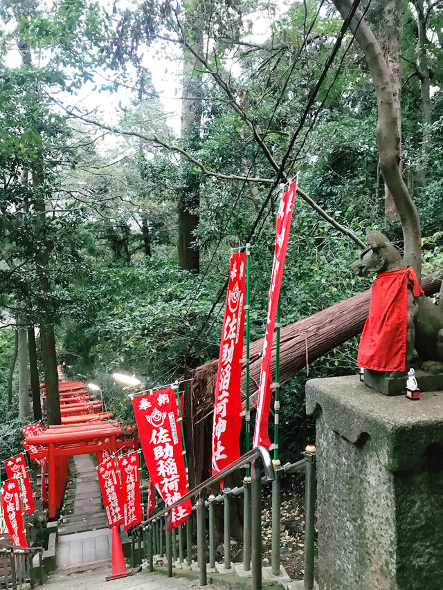 【鎌倉　佐助稲荷神社から源氏山へのライトトレッキング】