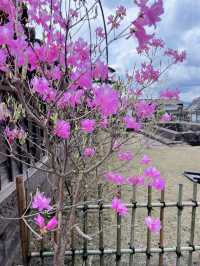 《鹿兒島 - 仙儼園》白熊冰