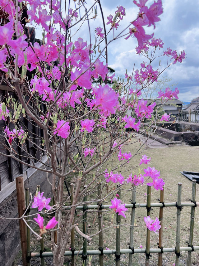 《鹿兒島 - 仙儼園》白熊冰