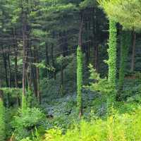 Forest Feels & Quiet Trails, Chukryeongsan Escape