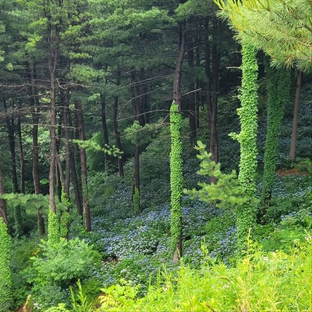 Forest Feels & Quiet Trails, Chukryeongsan Escape