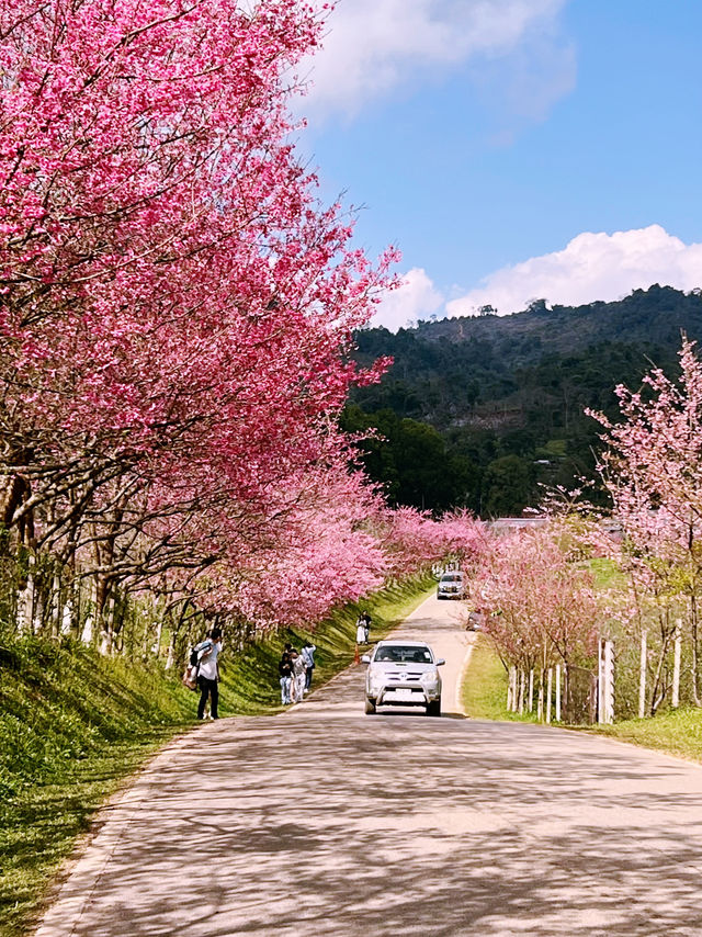 🍊🌸 หนีเมือง มาเจอเขา — ที่เชียงใหม่ก็มีแบบนี้!