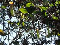 Yercaud Botanical Garden