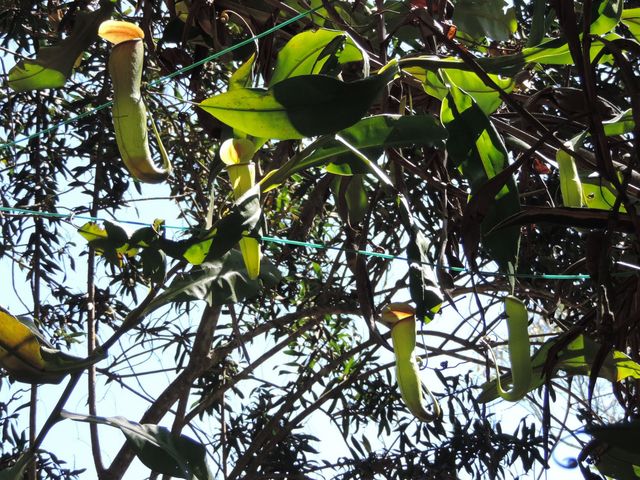 Yercaud Botanical Garden