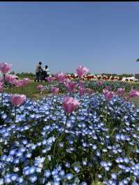 新潟県長岡市に広がる「国営越後丘陵公園」は、四季折々の花々と豊かな自然に包まれた癒しの空間。 
