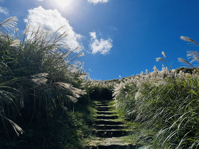 秋芒。金包里大道（魚路古道）