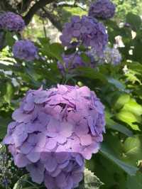 【神奈川県/鎌倉　紫陽花がキレイに咲いている穴場スポット】