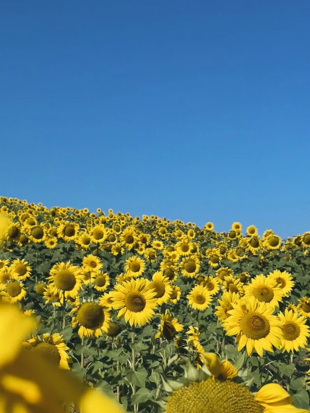 🌻 誤闖梵高的油畫｜芸上梯田向日葵花海指南