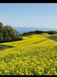 【あわじ花さじき】空と海と花の絶景コラボ！淡路島で癒しの花畑さんぽ🌸🌊