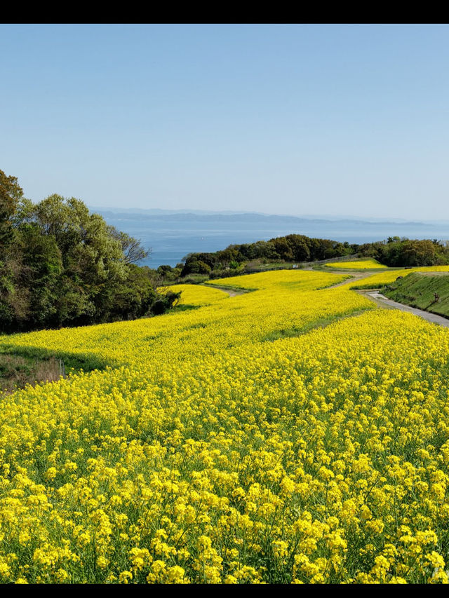 【あわじ花さじき】空と海と花の絶景コラボ！淡路島で癒しの花畑さんぽ🌸🌊