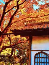 🍁日本知名賞楓地｜共赴一場秋天的童話