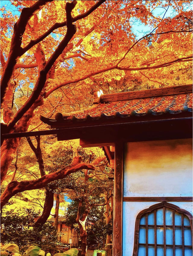 🍁日本知名賞楓地｜共赴一場秋天的童話