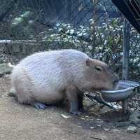 Animals and Theme Parks