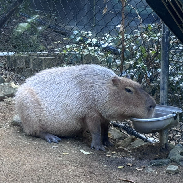 Animals and Theme Parks
