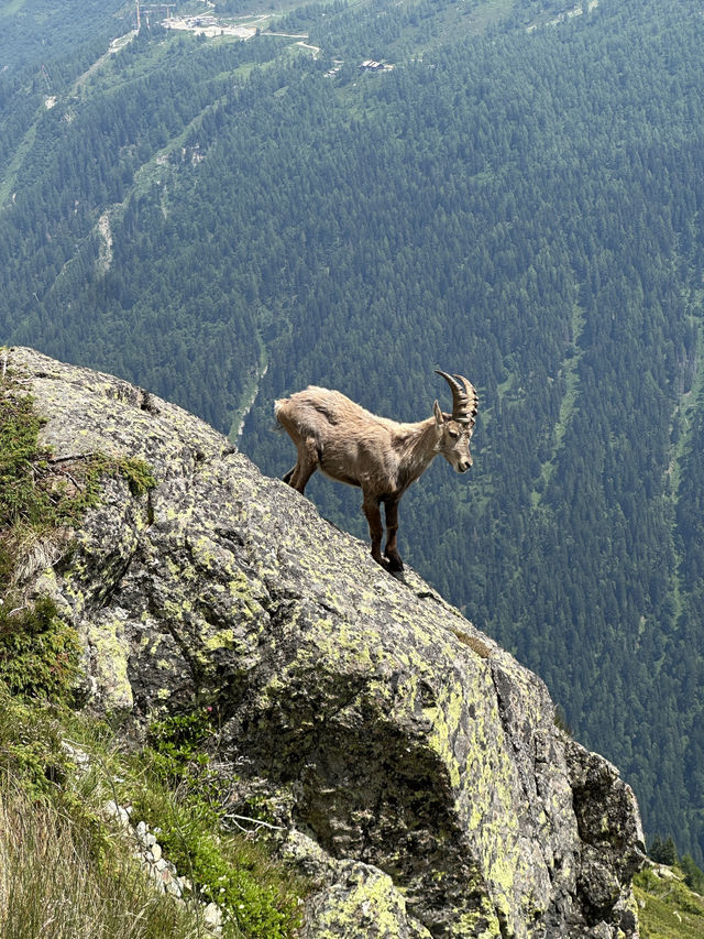 Ibex