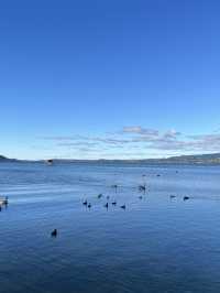 💙🦢 New Zealand’s Lake Days – Where the Sky Meets the Water