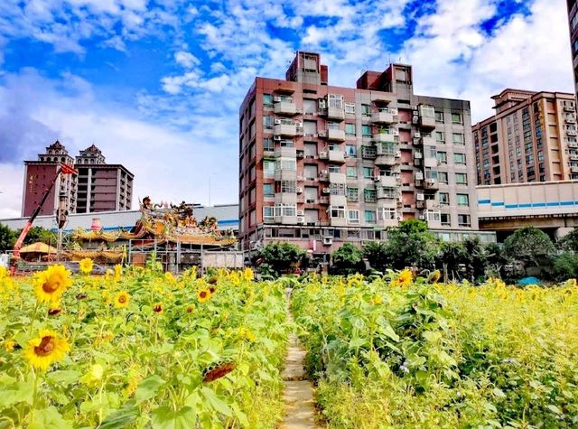 桃園上海路向日葵花海