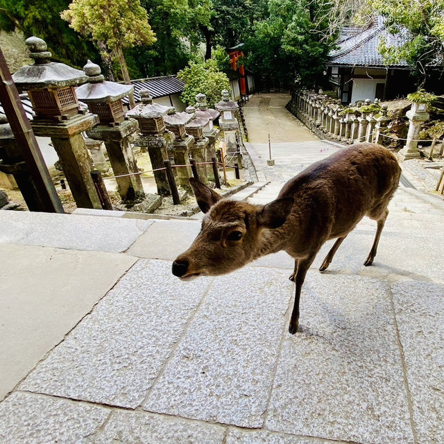 日本散策：古都奈良，與神的使者相遇