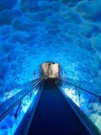 พาชม SEA LIFE Kelly Tarlton’s Aquarium, NZ🇳🇿