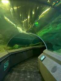 Underwater  world pattaya
