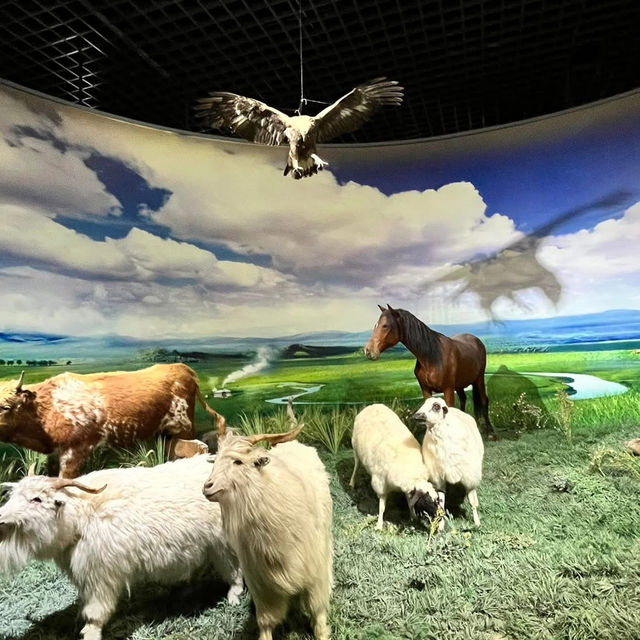 📍Inner Mongolia Museum – What to Know for Your First Visit!