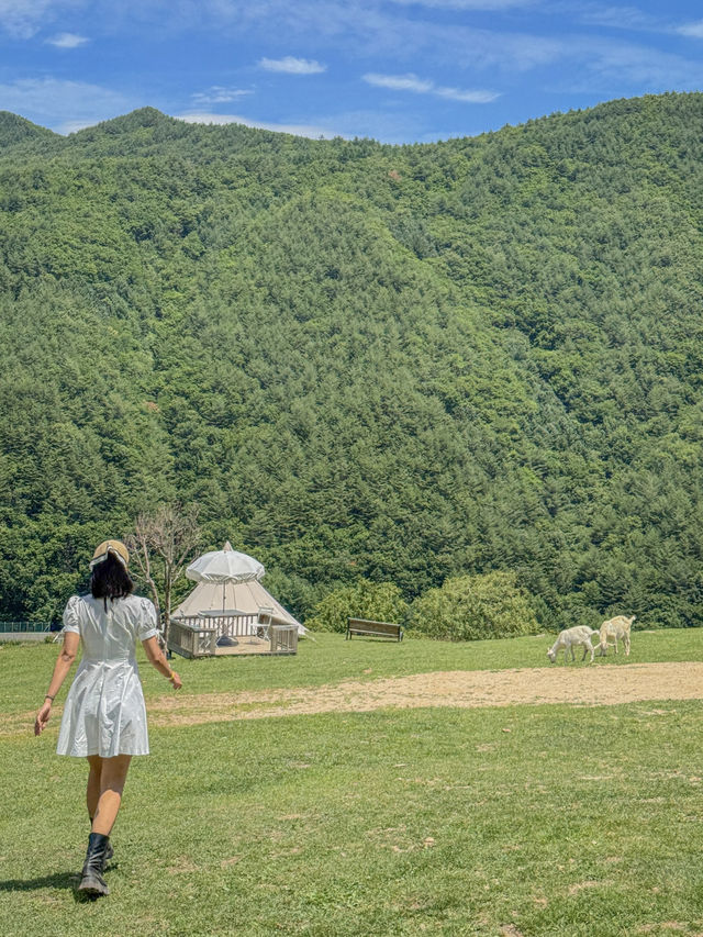 💚여름 스위스가 생각났던 태백의 몽토랑 산양목장🐏