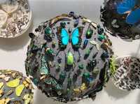 The Grace of Flight: The Insect World at Oxford's Natural History Museum