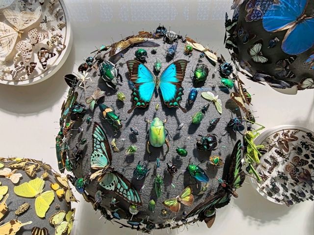 The Grace of Flight: The Insect World at Oxford's Natural History Museum