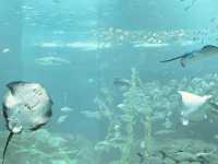 An Expansive Underwater Kingdom of Marine Wonders
