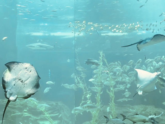 An Expansive Underwater Kingdom of Marine Wonders