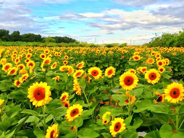 Sunflower Maze – A Blooming Wonder in Tayug, Pangasinan