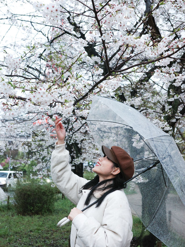 จุดชมซากุระใกล้ Tokyo Tower🗼 