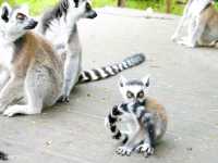 【静岡】距離感0の動物とふれあえる!「伊豆シャボテン動物公園」